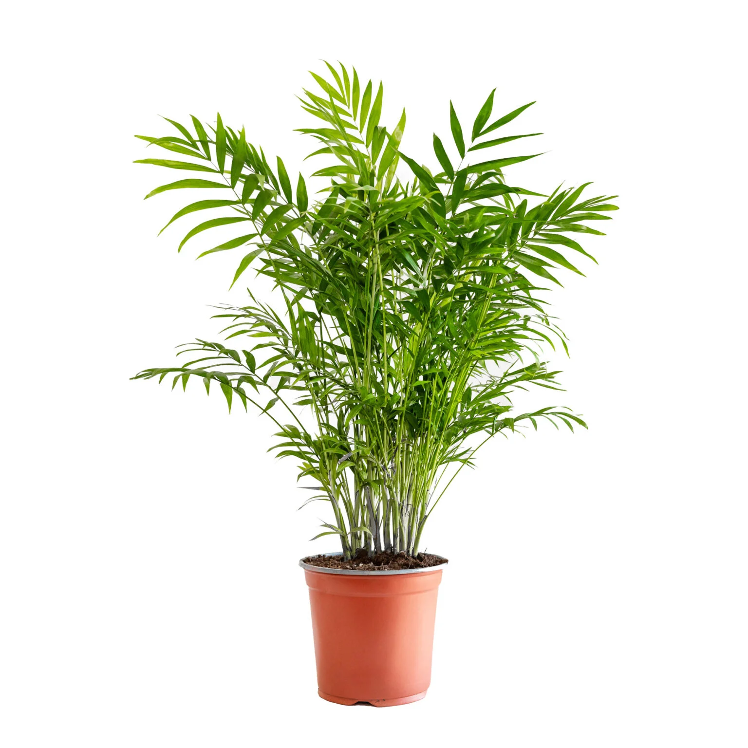 Chamaedorea elegans dei Vivai Bonaccorso
