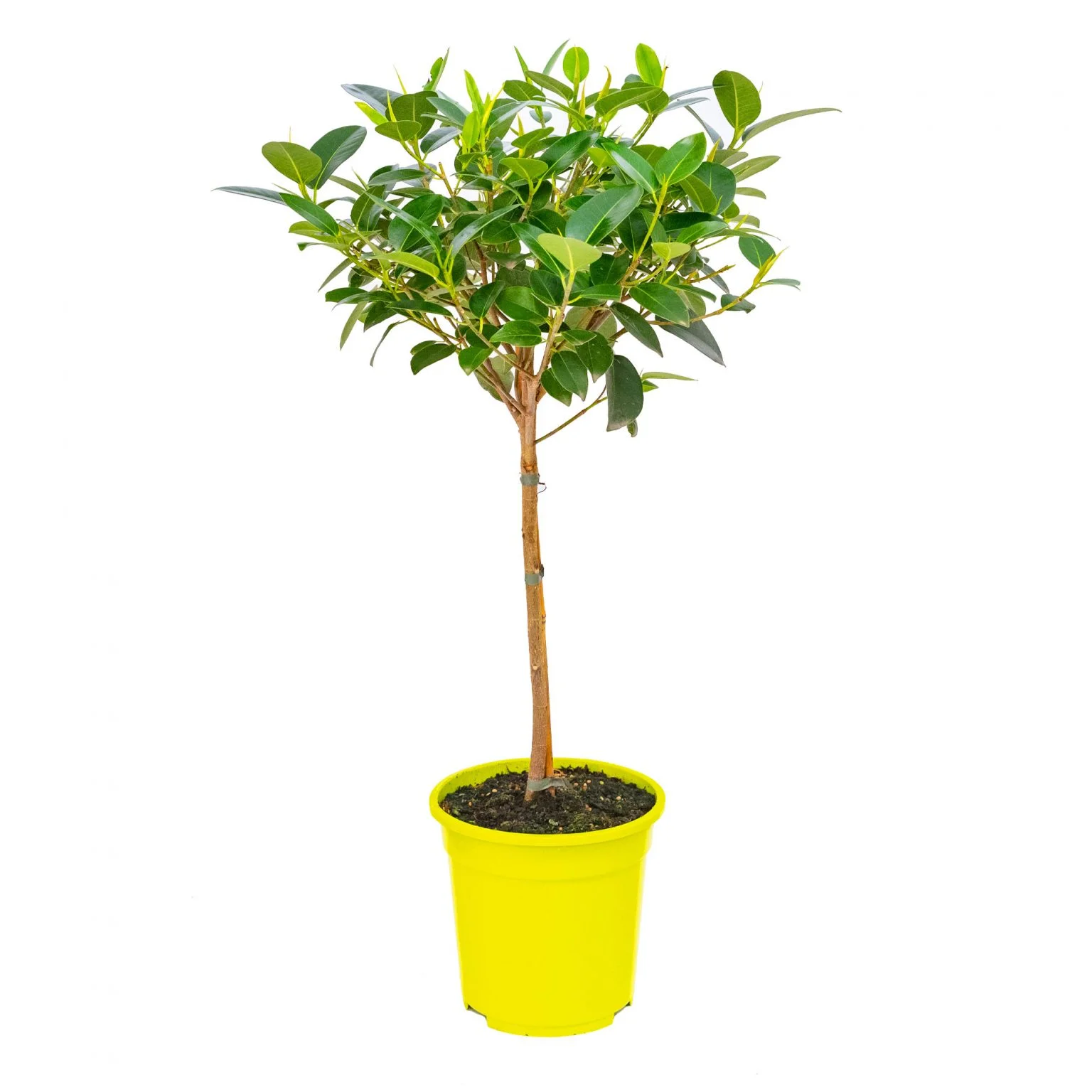 Ficus australis dei Vivai Bonaccorso