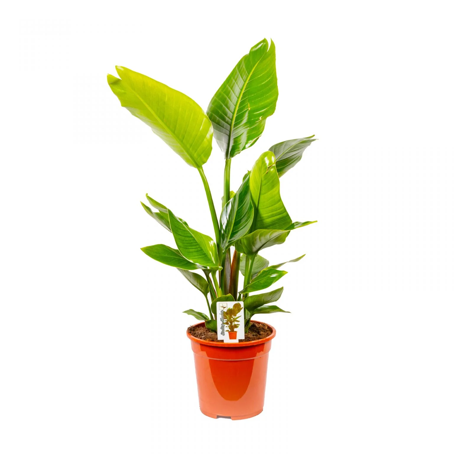 Strelitzia nicolai dei Vivai Bonaccorso