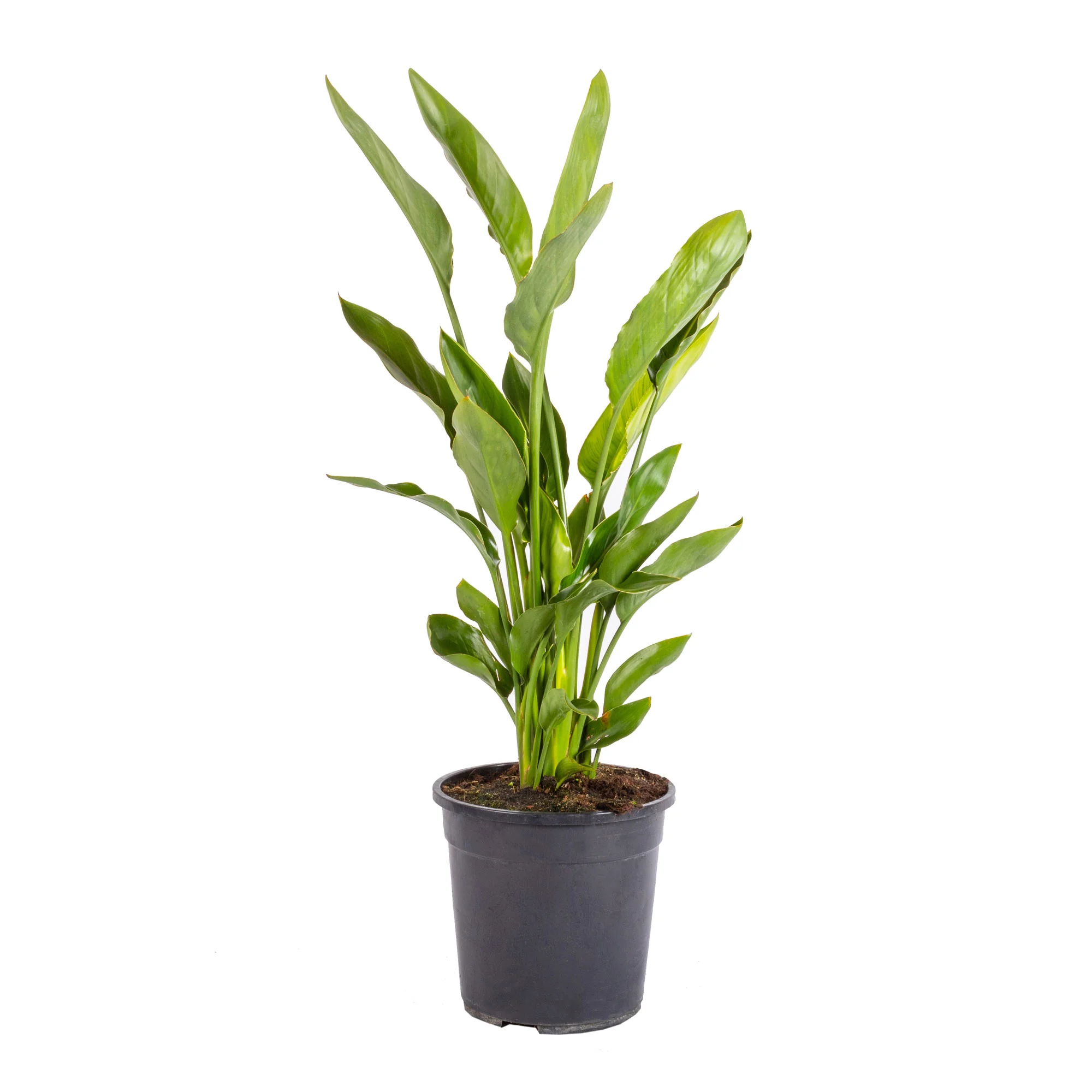 Strelitzia reginae dei Vivai Bonaccorso