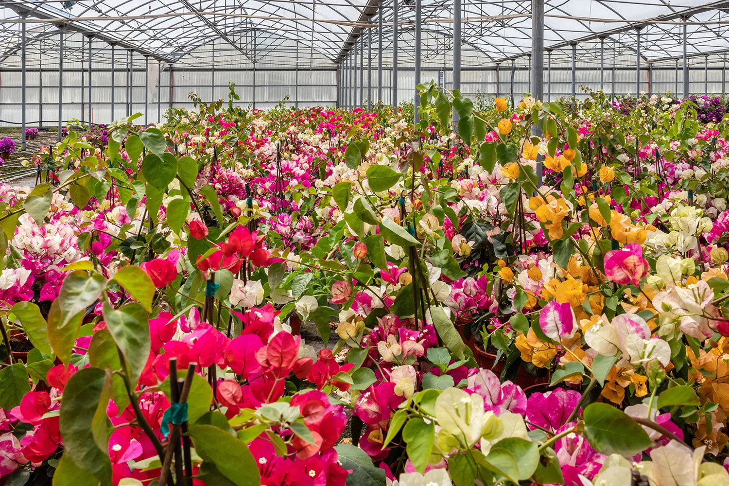 La nostra coltivazione di Bougainvillea in fiore