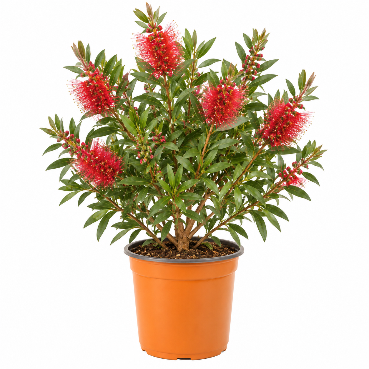 Callistemon splendens in vaso