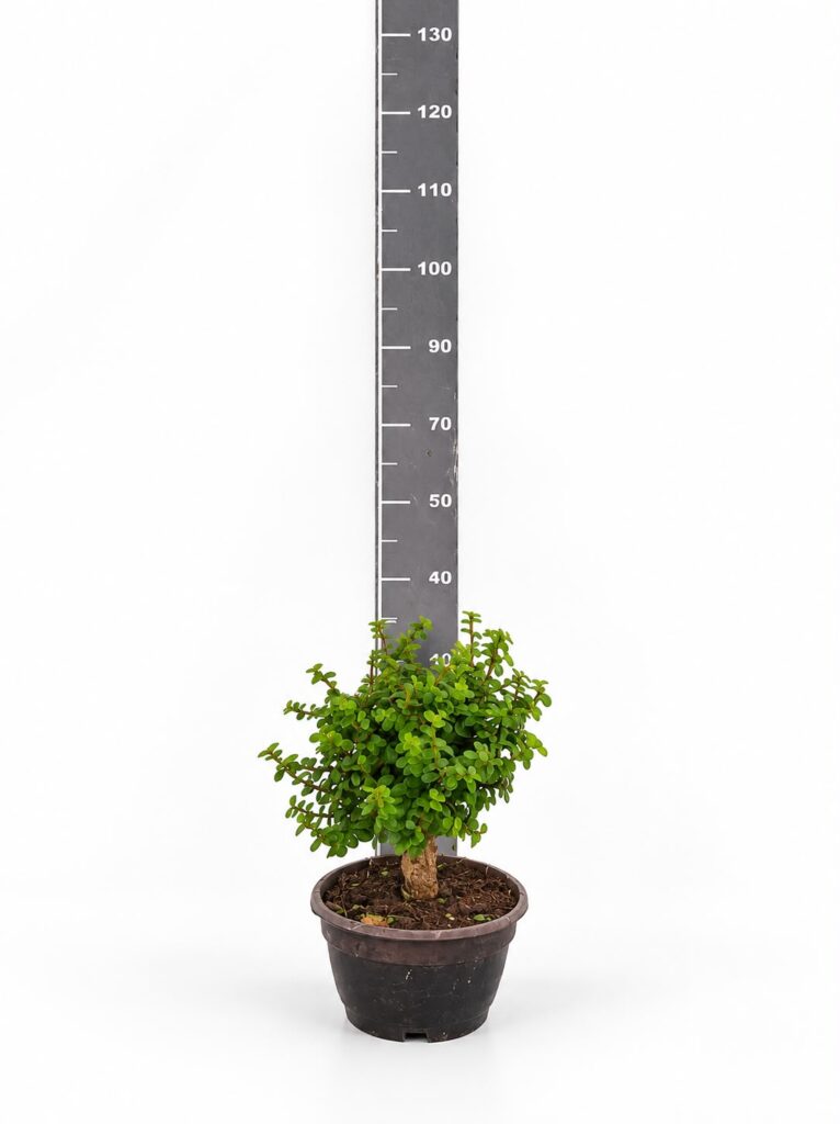 Portulacaria afra