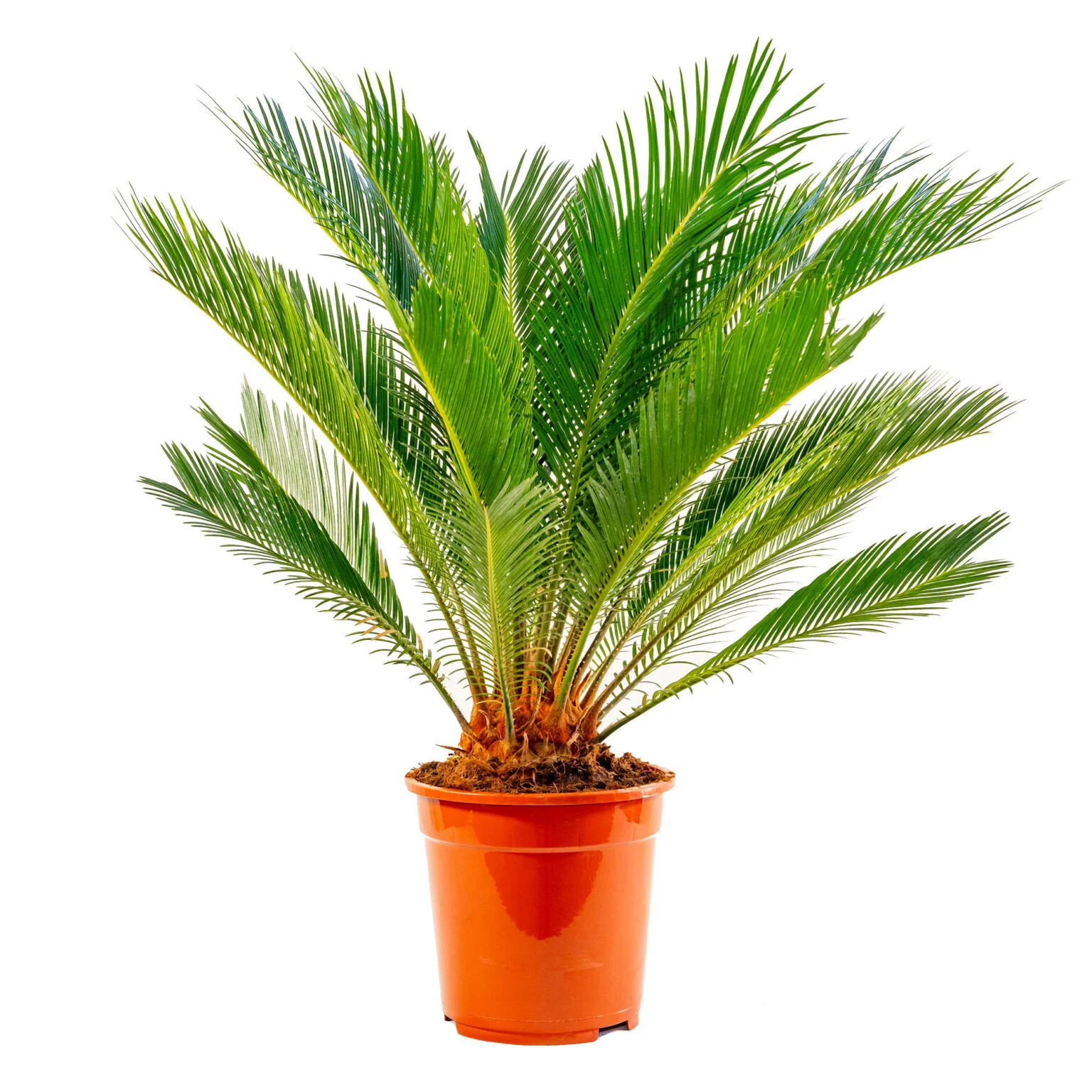 Cycas revoluta dei Vivai Bonaccorso