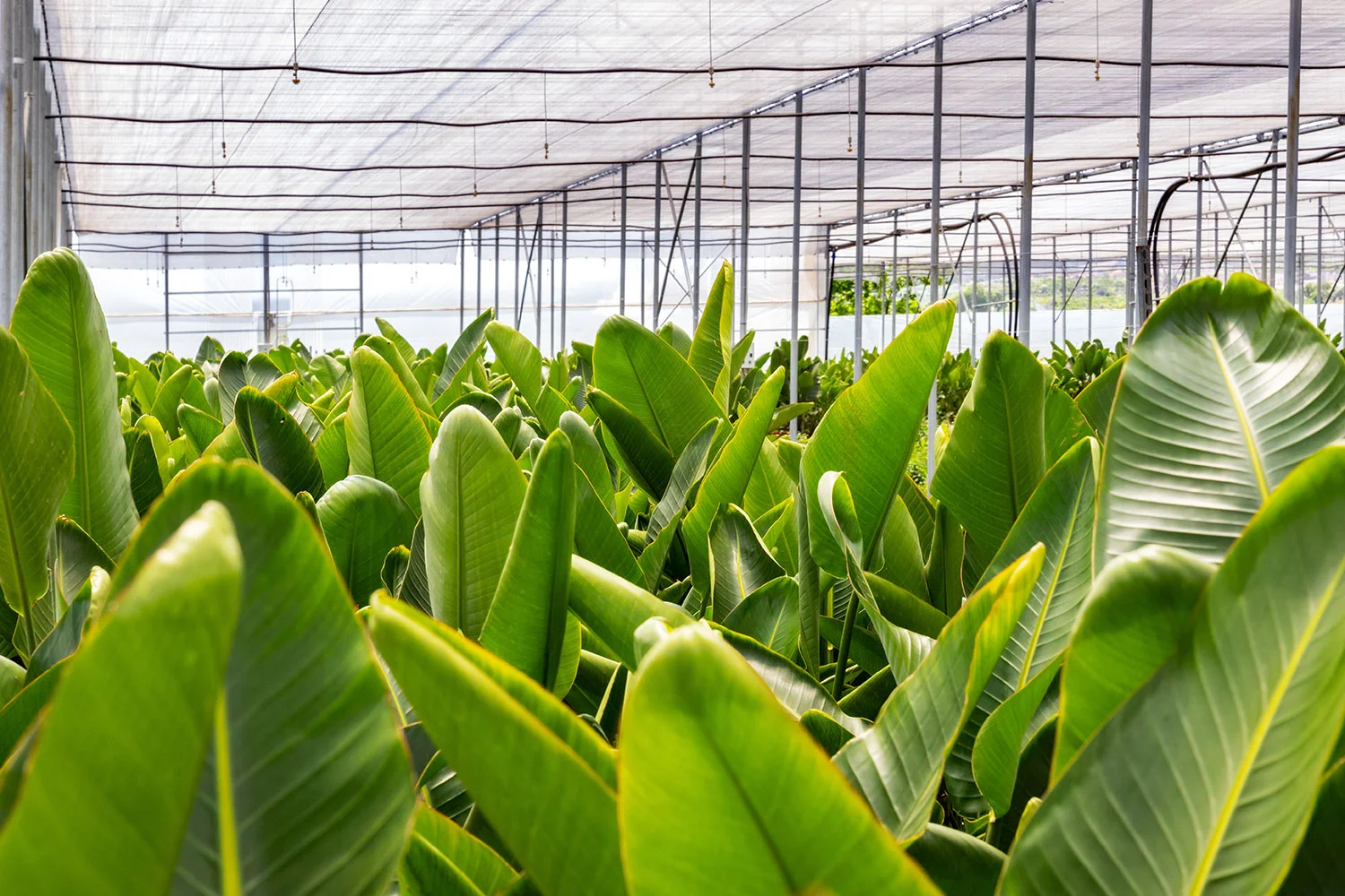 Le Strelitzia nicolai nelle serre dei Vivai Bonaccorso