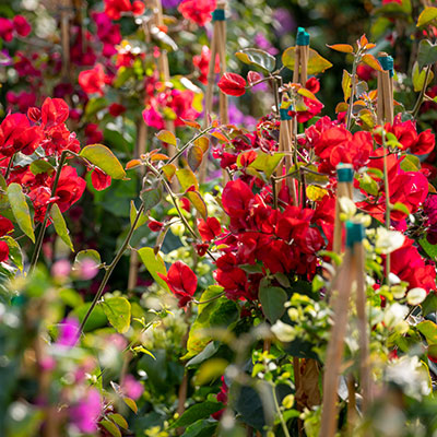 bougainvillea