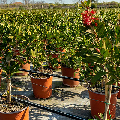 callistemon