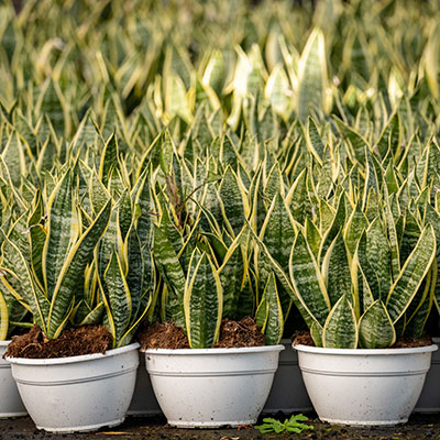 sansevieria-futura-superba