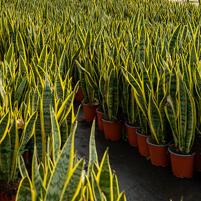 sansevieria-laurentii