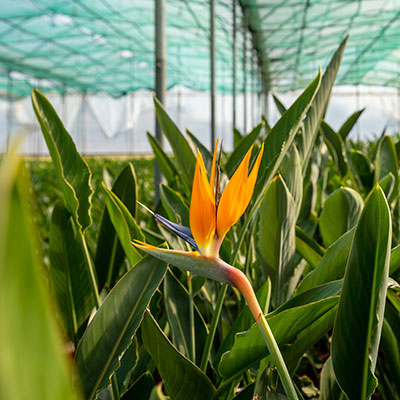 strelitzia-reginae