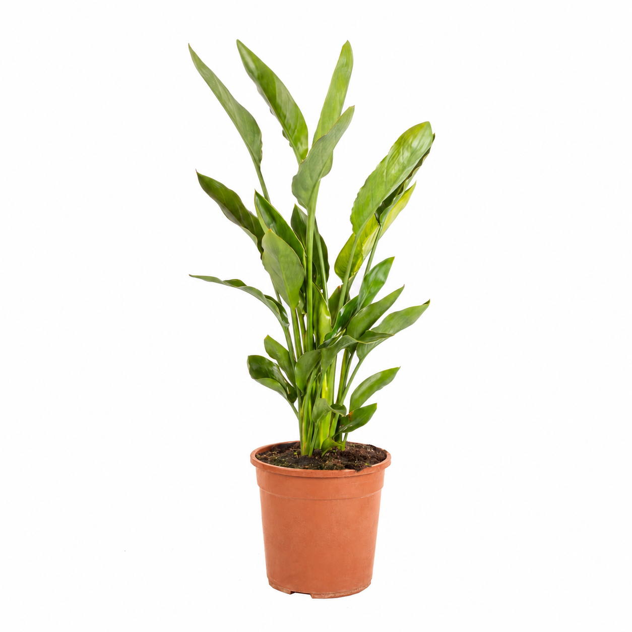 Strelitzia reginae dei Vivai Bonaccorso